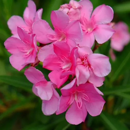 Apartment Ladanos Thassos