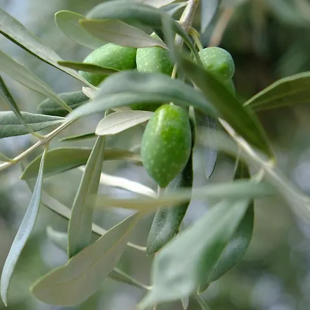 Apartment Ladanos Thassos Kallirakhi