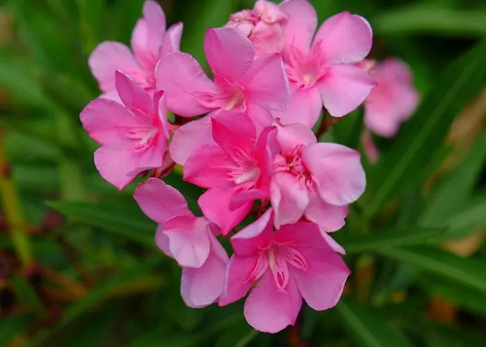 Apartment Ladanos Thassos