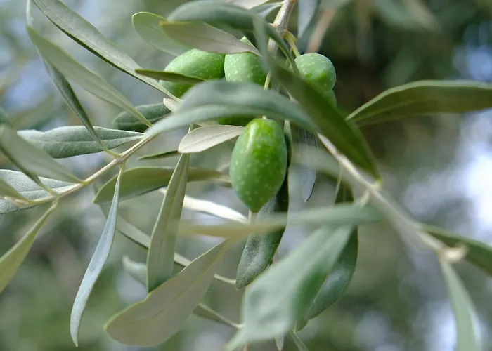 Apartment Ladanos Thassos Kallirákhi
